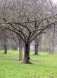 Regent's Park en verde - Reino Unido