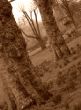 Go to big photo: Regent's Park on sepia