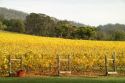 Vineyard plantation in Tasmania- Australia