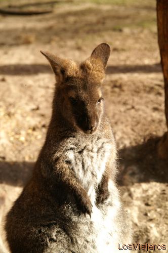 Canguro - Australia
Kangaroo -Tasmania- Australia