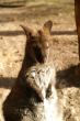 Go to big photo: Kangaroo -Tasmania- Australia