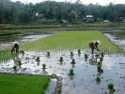 Campos de arroz de la zona Toraja
Rice fields in Toraja's Area