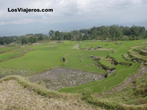 Campos de arroz de la zona Toraja - Indonesia